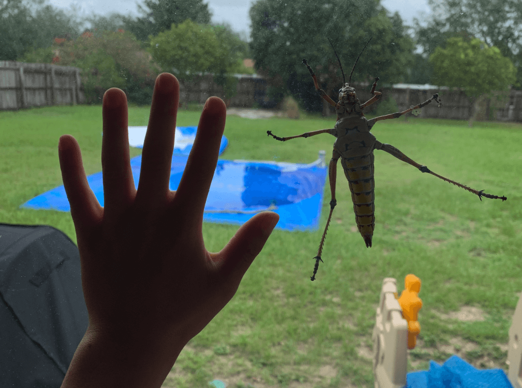Lubber Grasshopper in Florida